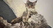 Aska participe au concours pour gagner de l'argent avec cette photo : animal, blanket, cat, couch, ears, eyes, feline, fluffy, gray_fur, home, indoors, long_hair, lying_down, maine_coon, pet, portrait, relaxed, sitting, striped_fur, whiskers