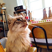 Eclair participe au concours pour gagner de l'argent avec cette photo : cat, fluffy, blue_eyes, chair, yellow_chair, indoor, window, natural_light, furniture, decor, whiskers, pet, curious, closeup, domestic_cat, fur, seated, home, cozy, side_profile