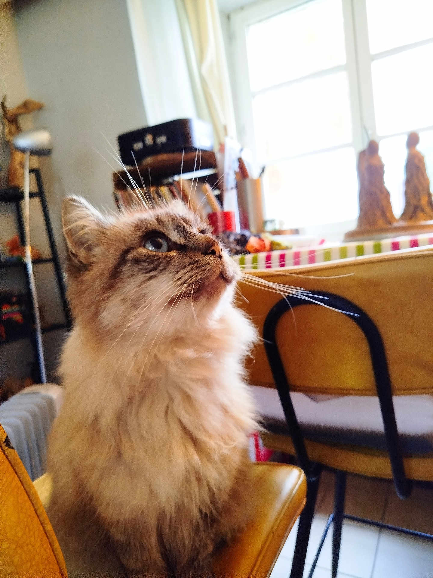 Eclair participe au concours pour gagner de l'argent avec cette photo : cat, fluffy, blue_eyes, chair, yellow_chair, indoor, window, natural_light, furniture, decor, whiskers, pet, curious, closeup, domestic_cat, fur, seated, home, cozy, side_profile