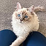 cat, blue_eyes, fluffy, paw, carpet, indoor, pet, animal, feline, cute, curious, white_fur, beige_fur, long_hair, ears, whiskers, legs, navy_pants, close_up, domestic_animal