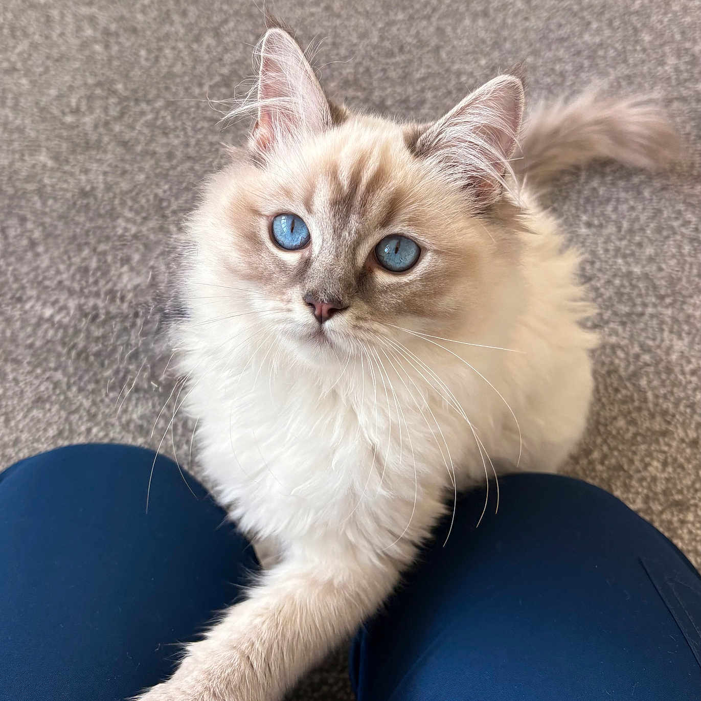 Tinx joined the competition — help win amazing prizes! animal, beige_fur, blue_eyes, carpet, cat, close_up, curious, cute, domestic_animal, ears, feline, fluffy, indoor, legs, long_hair, navy_pants, paw, pet, whiskers, white_fur