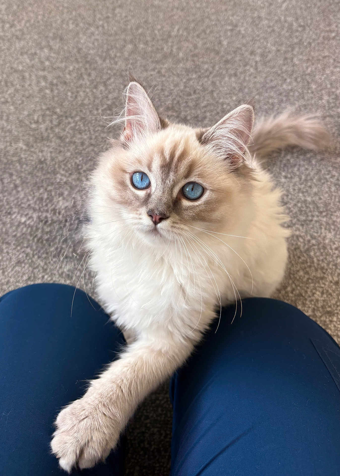 Tinx joined the competition — help win amazing prizes! cat, blue_eyes, fluffy, paw, carpet, indoor, pet, animal, feline, cute, curious, white_fur, beige_fur, long_hair, ears, whiskers, legs, navy_pants, close_up, domestic_animal