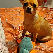Gracie is registered to the contest to win money with this photo: chihuahua, dog, toy, plush_toy, bed, orange_bedspread, indoor, pet, small_dog, animal, cute, alert, sitting, door, clothing, fabric, home, stuffed_animal, floor, resting