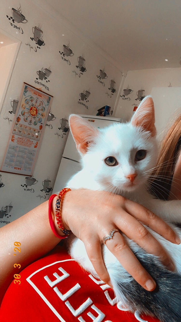 Funky participe au concours pour gagner de l'argent avec cette photo : asian, carnivore, cat, colorpoint_shorthair, domestic_short_haired_cat, fawn, felidae, khao_manee, kitten, leg, small_to_medium_sized_cats, turkish_angora, turkish_van, whiskers