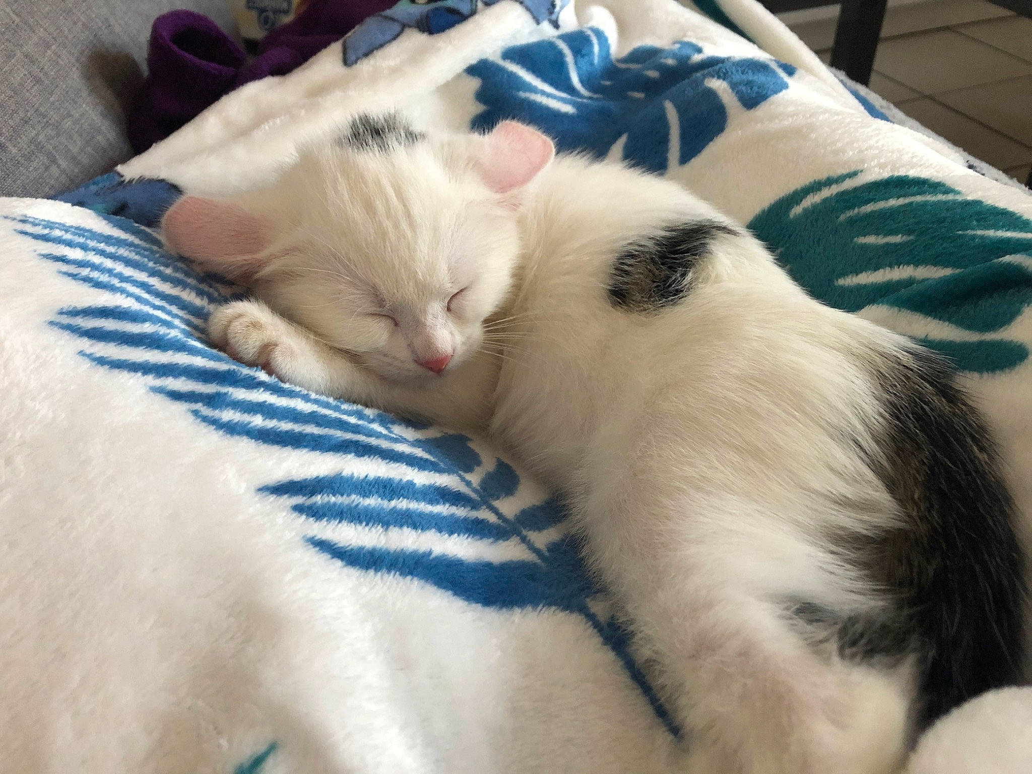 Funky a rejoint le concours — aidez-le/la à gagner de superbes lots ! aegean_cat, carnivore, cat, colorpoint_shorthair, domestic_long_haired_cat, ear, eye, felidae, fur, kitten, mammal, nap, paw, polydactyl_cat, ragdoll, small_to_medium_sized_cats, tail, turkish_angora, turkish_van, whiskers