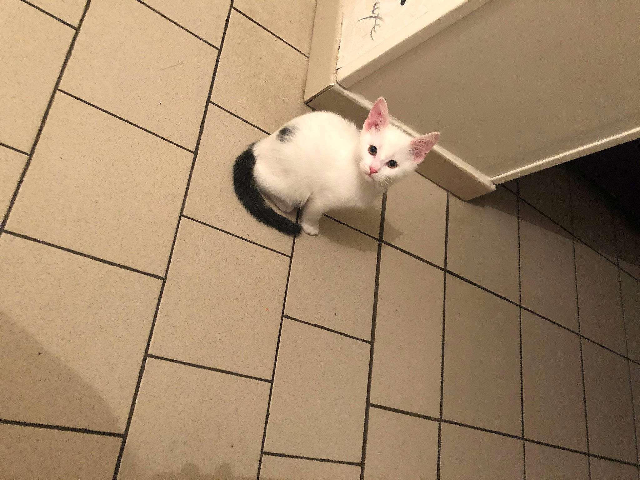 Funky a rejoint le concours — aidez-le/la à gagner de superbes lots ! cat, ear, fawn, felidae, floor, flooring, fur, kitten, line, nose, rabbit, rabbits_and_hares, small_to_medium_sized_cats, snapshot, snout, square, tail, tile, whiskers, wood