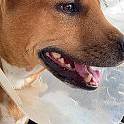 Scarlett is registered to the contest to win money with this photo: animal, brown_fur, canine, car_interior, close_up, cone, daylight, dog, floor_mat, fur, happy, mouth, open_mouth, pet, protective_collar, seat, teeth, tongue, white_fur, window