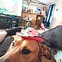 animal, black_dog, brown_dog, casual, close_up, couch, cowboy_hat, curious, dog, funny, furniture, hat, home_interior, indoor, living_room, person_leg, pet, pink_hat, sitting, television
