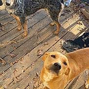 Titan joined the competition — help win amazing prizes! dog, puppy, blue_merle, tan_dog, wooden_deck, dry_leaves, outdoor, sunlight, pets, curious, rustic, fall, nature, canine, animal, companion, playful, texture, daylight, closeup