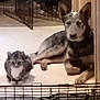 Titan joined the competition — help win amazing prizes! dog, cat, pet_gate, floor, indoor, animal, companions, looking, curious, resting, cozy, domestic, furniture, home, doorframe, light, shadow, quiet, calm, friendship