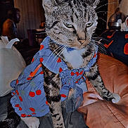 Houdini joined the competition — help win amazing prizes! animal, blue_dress, cat, cherry_pattern, cord, couch, cushion, dress, ears, fabric, feline, fur, home, indoor, paws, pet, sitting, tabby_cat, tail, whiskers