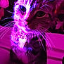 cat, close_up, purple_lighting, pink_lighting, collar, charms, whiskers, feline, pet, animal, indoor, curious, tabby, sitting, portrait, face, ears, eyes, cute, domestic_cat
