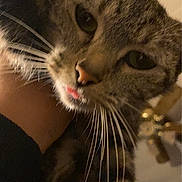 Houdini joined the competition — help win amazing prizes! cat, tabby, close_up, whiskers, tongue_out, pet, animal, feline, curious, indoor, cute, fur, face, portrait, looking, eyes, soft_light, cozy, blurred_background, domestic