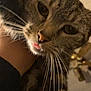 cat, tabby, close_up, whiskers, tongue_out, pet, animal, feline, curious, indoor, cute, fur, face, portrait, looking, eyes, soft_light, cozy, blurred_background, domestic