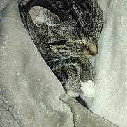 Houdini is registered to the contest to win money with this photo: cat, tabby, sleeping, blanket, cozy, fur, whiskers, paws, pet, indoor, resting, cute, animal, domestic_cat, soft, warm, relaxation, nap, comfort, feline