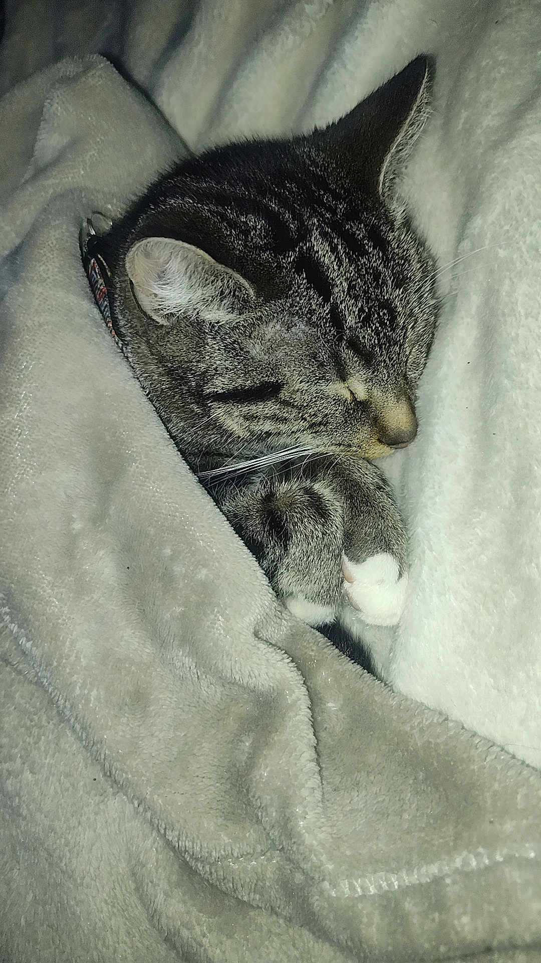 Houdini is registered to the contest to win money with this photo: cat, tabby, sleeping, blanket, cozy, fur, whiskers, paws, pet, indoor, resting, cute, animal, domestic_cat, soft, warm, relaxation, nap, comfort, feline
