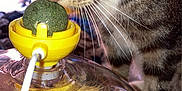 Houdini is registered to the contest to win money with this photo: animal, background_blur, cat, close_up, curious, domed_toy, feathers, feline, focus, green_ball, indoor, pet, plastic, playful, sniffing, sparkles, tabby, toy, whiskers, yellow