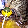 Houdini is registered to the contest to win money with this photo: cat, tabby, close_up, whiskers, toy, yellow, green_ball, feathers, sparkles, curious, pet, indoor, plastic, domed_toy, feline, sniffing, animal, playful, focus, background_blur