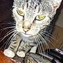 Houdini is registered to the contest to win money with this photo: cat, tabby, whiskers, ears, wooden_surface, ashtray, cigarette_butts, indoor, curious, closeup, pet, animal, feline, fur, face, eyes, table, domestic, household, exploration