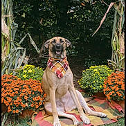 Emmie joined the competition — help win amazing prizes! autumn, bandana, blanket, canine, colorful, cute, dog, flower_pot, foliage, garden, grass, greenery, nature, orange_flower, outdoor, pet, plaid, sitting, smiling, yellow_flower