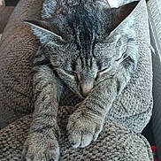 Nibby joined the competition — help win amazing prizes! cat, tabby, sleeping, stretching, couch, furniture, indoor, pet, relaxing, cozy, animal, fur, whiskers, paws, ears, home, comfort, texture, rest, nap