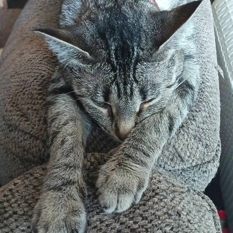 Nibby
