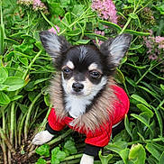 Anatole participe au concours pour gagner de l'argent avec cette photo : dog, puppy, red_jacket, fur_collar, green_plants, pink_flowers, garden, outdoor, small_dog, pet, nature, cute, animal, leaf, flora, close_up, adorable, young_dog, canine, fur