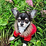 dog, puppy, red_jacket, fur_collar, green_plants, pink_flowers, garden, outdoor, small_dog, pet, nature, cute, animal, leaf, flora, close_up, adorable, young_dog, canine, fur