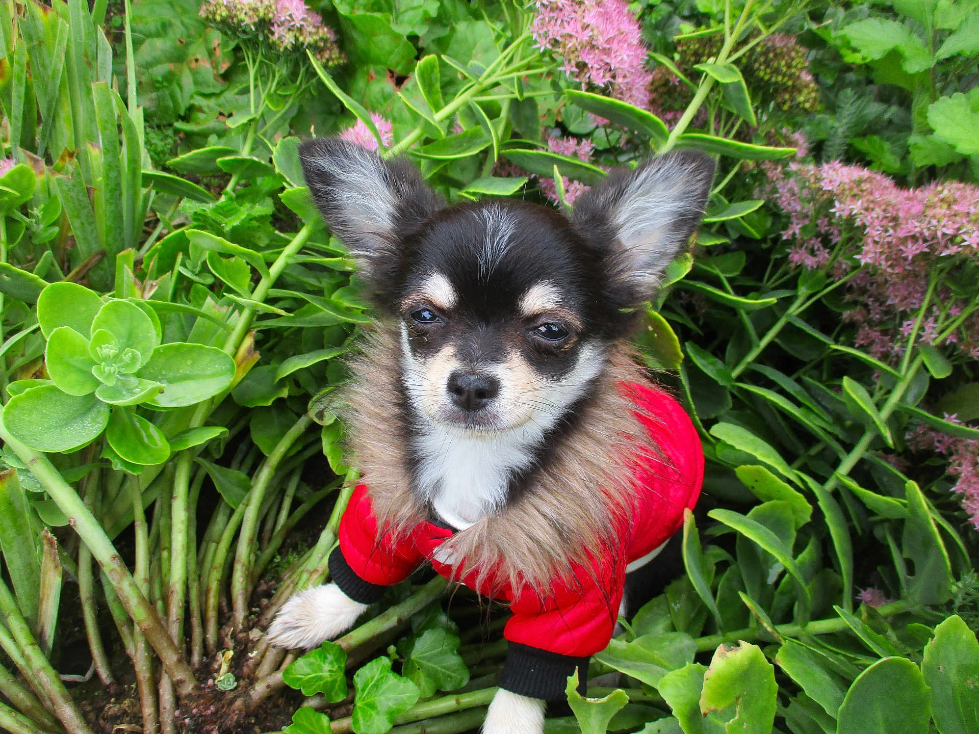 Anatole participe au concours pour gagner de l'argent avec cette photo : dog, puppy, red_jacket, fur_collar, green_plants, pink_flowers, garden, outdoor, small_dog, pet, nature, cute, animal, leaf, flora, close_up, adorable, young_dog, canine, fur