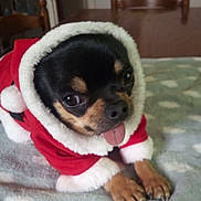 Eragon participe au concours pour gagner de l'argent avec cette photo : dog, small_dog, chihuahua, costume, santa_outfit, tongue_out, indoor, blanket, furniture, table, chair, pet, cute, animal, holiday, christmas, fur, black_and_tan, lying_down, cozy