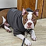 boston_terrier, dog, puppy, hoodie, pet, indoor, floor, wooden_floor, leash, canine, brown_and_white, curious, lying_down, ears_up, domestic_animal, animal, looking_at_camera, young_dog, companion, cute