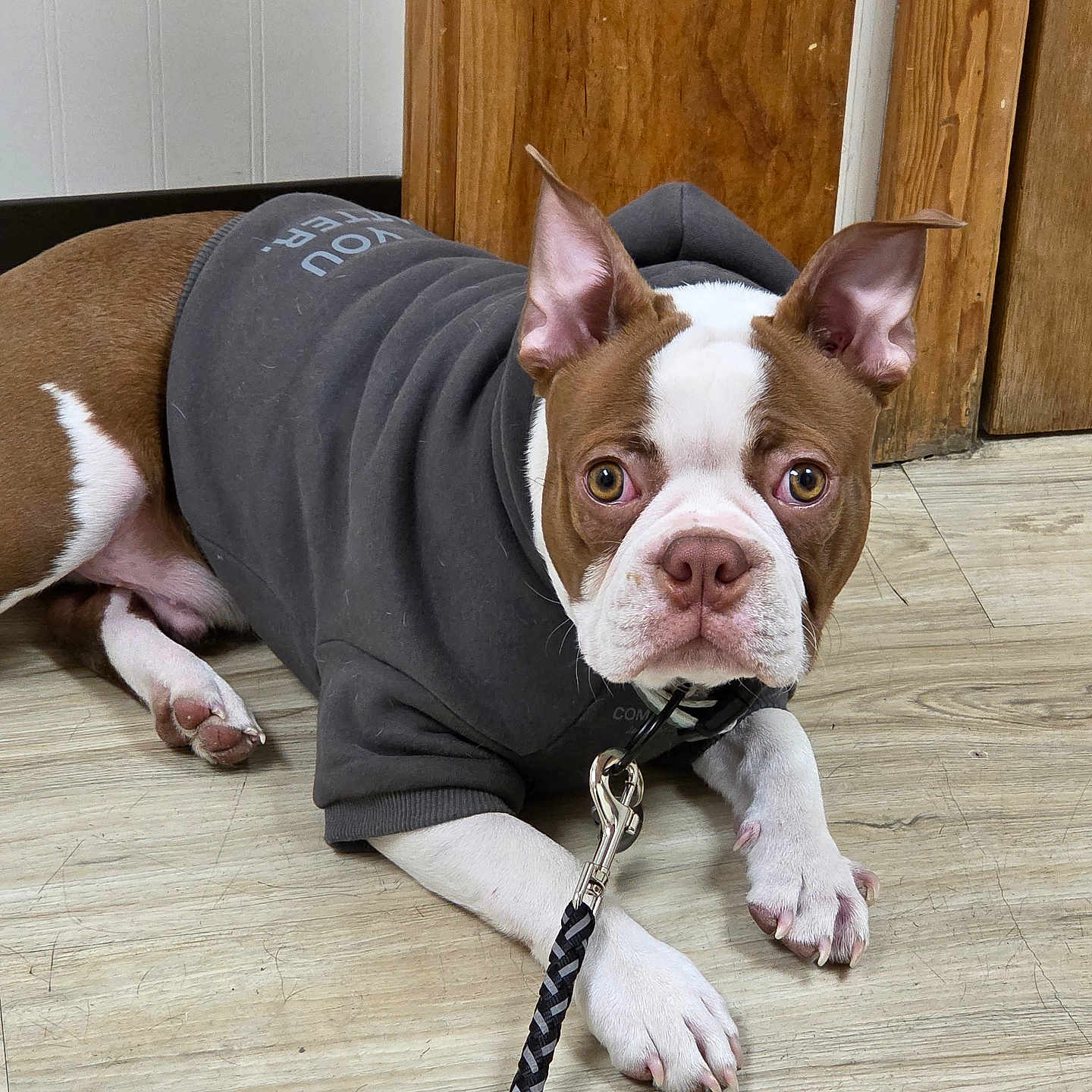 Pippin is registered to the contest to win money with this photo: animal, boston_terrier, brown_and_white, canine, companion, curious, cute, dog, domestic_animal, ears_up, floor, hoodie, indoor, leash, looking_at_camera, lying_down, pet, puppy, wooden_floor, young_dog