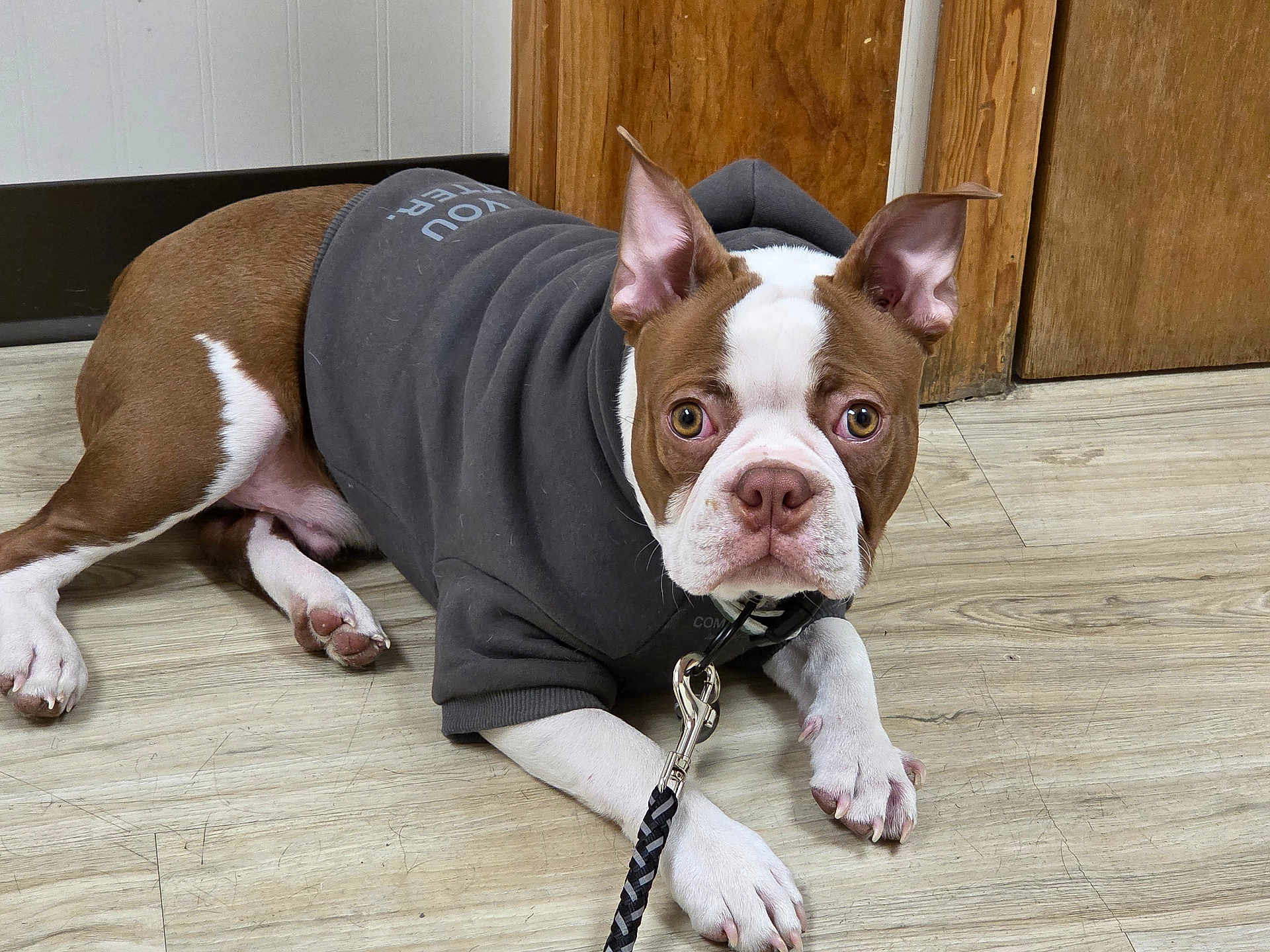 Pippin is registered to the contest to win money with this photo: boston_terrier, dog, puppy, hoodie, pet, indoor, floor, wooden_floor, leash, canine, brown_and_white, curious, lying_down, ears_up, domestic_animal, animal, looking_at_camera, young_dog, companion, cute