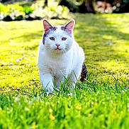 Chachat participe au concours pour gagner de l'argent avec cette photo : cat, white_cat, gray_patches, grass, green, outdoor, sunlight, nature, animal, pet, walking, feline, close_up, daylight, mammal, garden, flora, blurred_background, serene, confident
