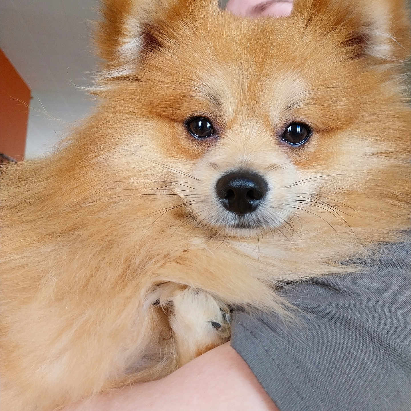 Tio participe au concours pour gagner de l'argent avec cette photo : dog, pomeranian, fluffy, pet, cute, animal, face, eyes, fur, indoors, person, arm, holding, closeup, portrait, warm_light, companion, cute_pet, friendly, snout