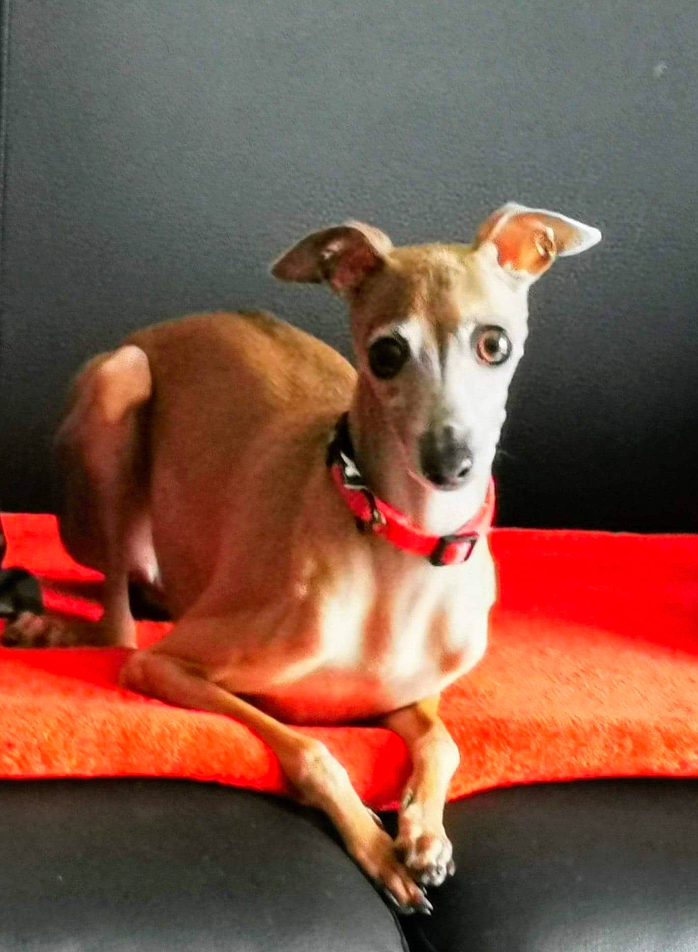 Miss Dior participe au concours pour gagner de l'argent avec cette photo : canidae, carnivore, collar, companion_dog, dishware, dog, dog_breed, dog_collar, dog_supply, drinkware, fawn, pet_supply, serveware, sighthound, snout, sporting_group, tail, terrestrial_animal, whiskers, working_animal