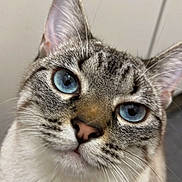 Anayah participe au concours pour gagner de l'argent avec cette photo : abyssinian, animal, cat, kitten, manx, pet, siamese