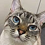 abyssinian, animal, cat, kitten, manx, pet, siamese