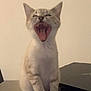 Anayah a rejoint le concours — aidez-le/la à gagner de superbes lots ! animal, bodypart, cat, computerhardware, electronics, face, furniture, hardware, head, kitten, monitor, mouth, person, pet, photography, portrait, screen, table, teeth, tongue