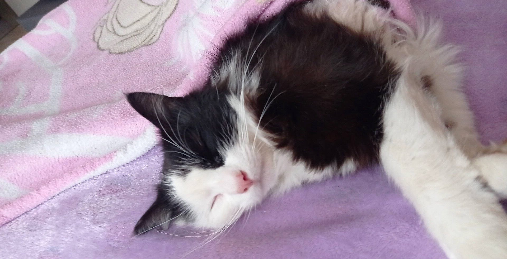 Pirate a rejoint le concours — aidez-le/la à gagner de superbes lots ! carnivore, cat, claw, comfort, domestic_short_haired_cat, felidae, foot, fur, nap, paw, small_to_medium_sized_cats, snout, tail, terrestrial_animal, whiskers