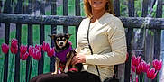 Angel is registered to the contest to win money with this photo: woman, dog, pet, purple_harness, tulips, flowers, fence, outdoor, portrait, smile, sitting, casual_clothing, shoulder_bag, nature, greenery, spring, small_dog, leash, happy, background