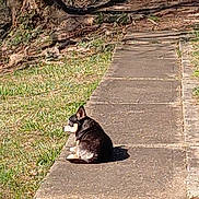 Angel joined the competition — help win amazing prizes! dog, animal, outdoor, pathway, grass, sidewalk, sunlight, nature, pet, canine, quiet, relaxing, tree, shadow, daytime, small_dog, sitting, back_view, park, calm