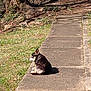 dog, animal, outdoor, pathway, grass, sidewalk, sunlight, nature, pet, canine, quiet, relaxing, tree, shadow, daytime, small_dog, sitting, back_view, park, calm