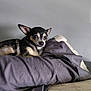 Angel joined the competition — help win amazing prizes! dog, chihuahua, pet, blanket, comforter, indoor, resting, small_dog, fur, ears, face, animal, cute, cozy, bed, gray_wall, looking, alert, domestic_animal, lying_down