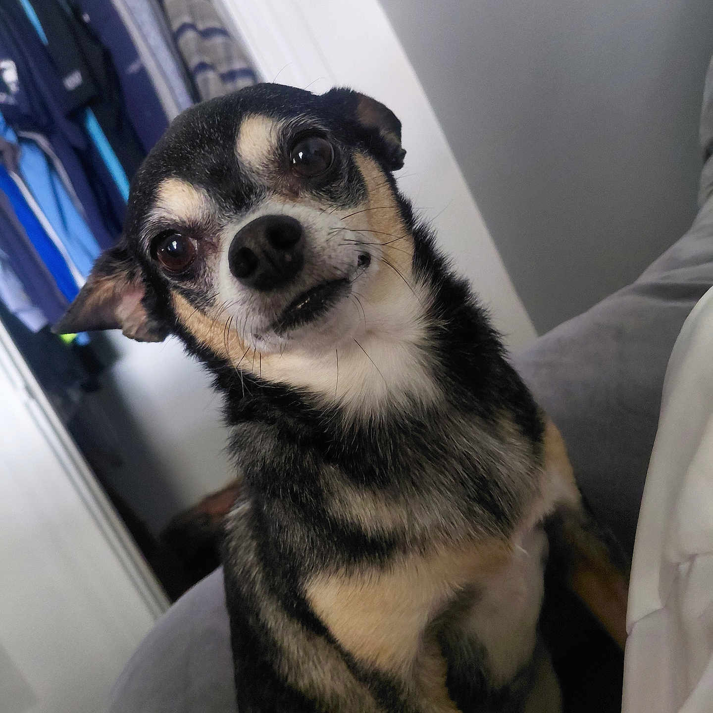 Angel is registered to the contest to win money with this photo: black_and_tan, closet, clothes, comfort, couch, curious, dog, ears, eyes, face, fur, home, human_hand, indoor, mouth, nose, pet, portrait, sitting, small_dog