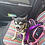 Angel is registered to the contest to win money with this photo: dog, small_dog, chihuahua, car_seat, colorful_seat_cover, harness, leash, black_jacket, tongue_out, happy_dog, pet, vehicle_interior, door_panel, seatbelt, fabric_texture, patterned_fabric, animal, companion, sitting, close_up