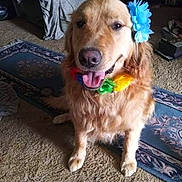 Princess Marie is registered to the contest to win money with this photo: accessory, animal, canine, carpet, colorful, cute, dog, domestic_animal, flower, fur, golden_retriever, happy, home, indoor, lei, pet, portrait, rug, sitting, smiling