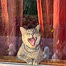 cat, tabby, window, curtain, red_curtain, tongue, teeth, yawning, sitting, pet, animal, indoor, reflection, glass, feline, whiskers, collar, funny_expression, closeup, sunlight