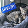 Shelby