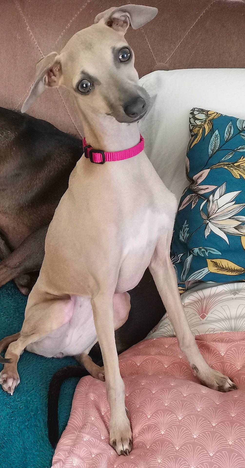 Romy a rejoint le concours — aidez-le/la à gagner de superbes lots ! canidae, carnivore, collar, comfort, companion_dog, dog, dog_breed, dog_collar, dog_supply, fawn, non_sporting_group, pet_supply, snout, sporting_group, terrestrial_animal, working_animal